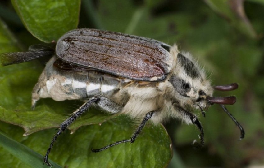 Травневий хрущ