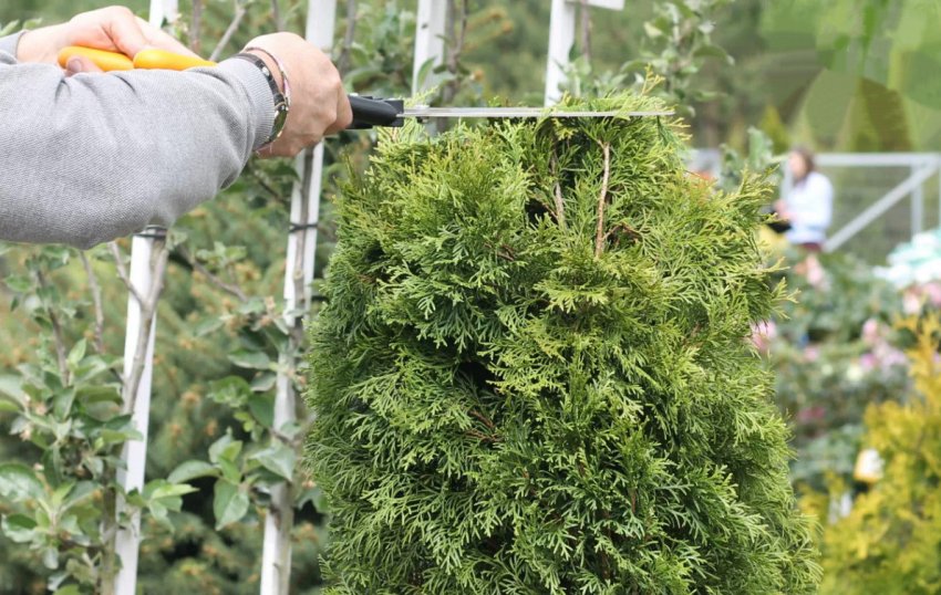 Обрізка туї