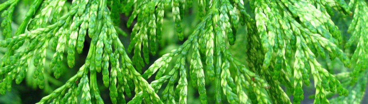 Туя складчаста Зебрина, звичайна і Екстра Голд, опис сорту посадка і догляд