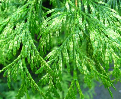 Туя складчаста Зебрина, звичайна і Екстра Голд, опис сорту посадка і догляд