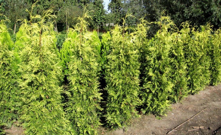 Туя Зебрина