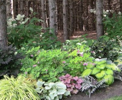 Які рослини можуть рости під соснами