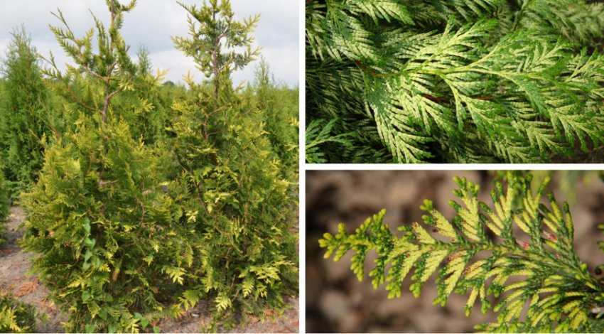 Туя Зебрина Голд