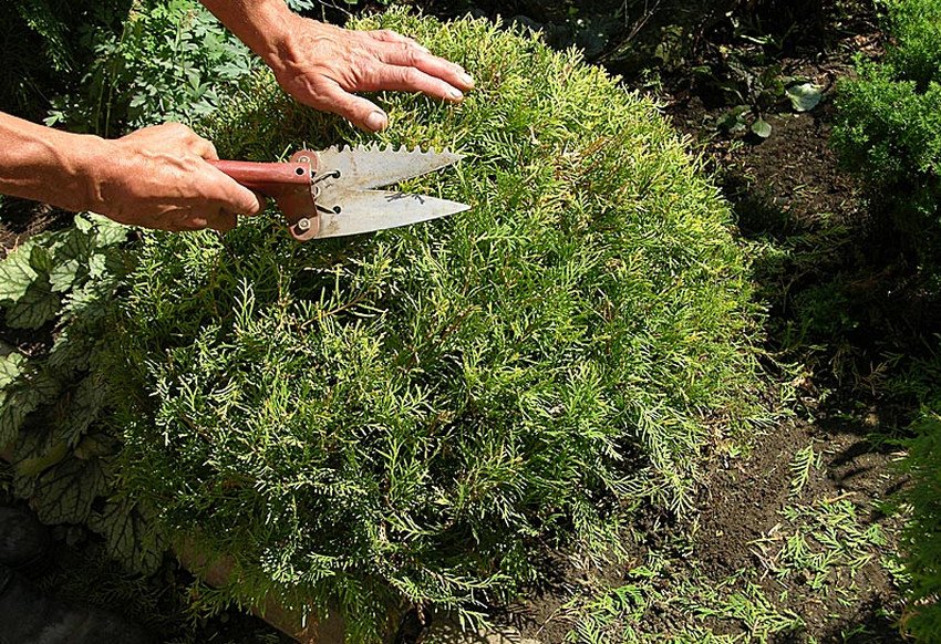 Обрізка туї