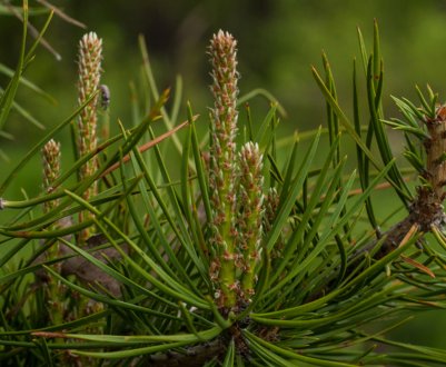 Лікувальні властивості пагонів сосни, рецепти ліків з них