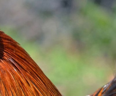 Декоративні породи курей з фотографіями і назвами