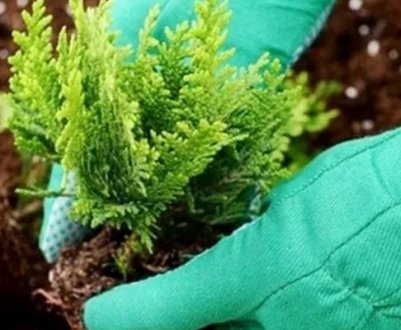 Пересадка туї з горщика в грунт