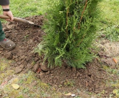 Пересадка туї в різні пори року: що потрібно знати для цього