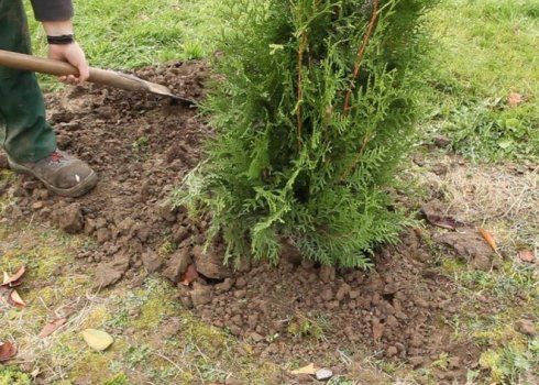 Пересадка туї в різні пори року: що потрібно знати для цього