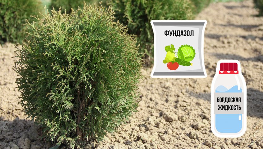 Підживлення і оброблення туй