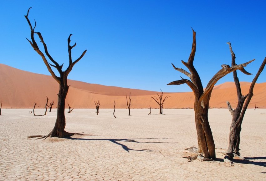 Эстремальная посуха в Намібії забрала життя 60 тисяч голів худоби Эстремальная посуха в Намібії забрала життя 60 тисяч голів худоби