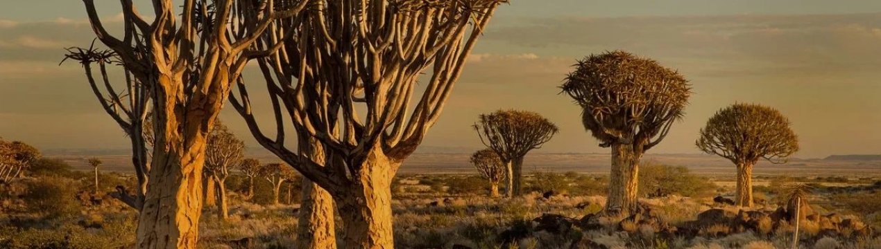 Эстремальная посуха в Намібії забрала життя 60 тисяч голів худоби