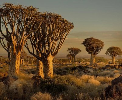 Эстремальная посуха в Намібії забрала життя 60 тисяч голів худоби