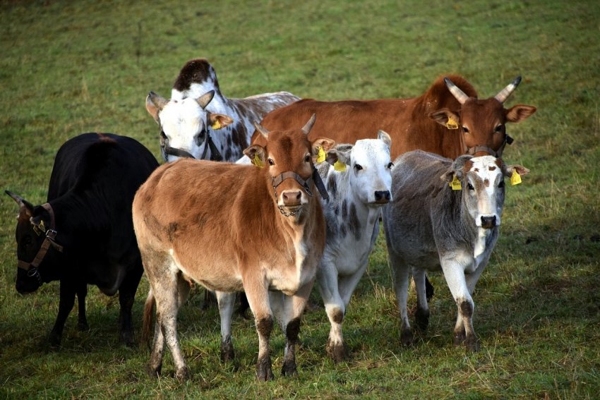 Эстремальная посуха в Намібії забрала життя 60 тисяч голів худоби Эстремальная посуха в Намібії забрала життя 60 тисяч голів худоби