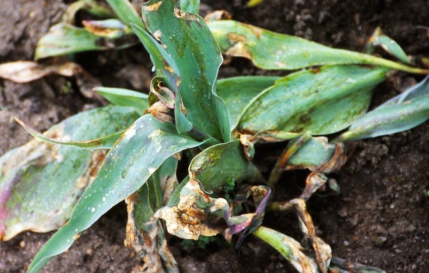 Серпнева хвороба тюльпанів