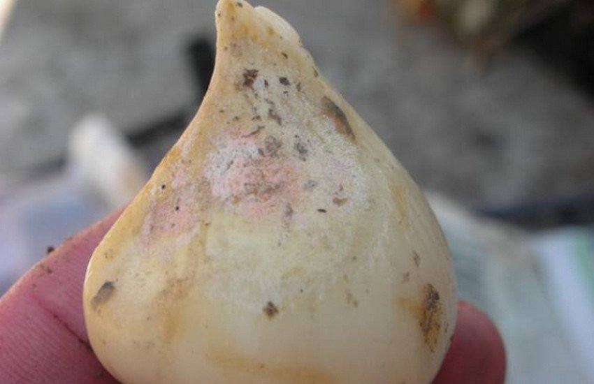 пенициллезная гниль луковицы тюльпана. луковицы гладиолусов поврежденные трипсом. клубни-луковица шапран. болят луковицы. болят луковицы.