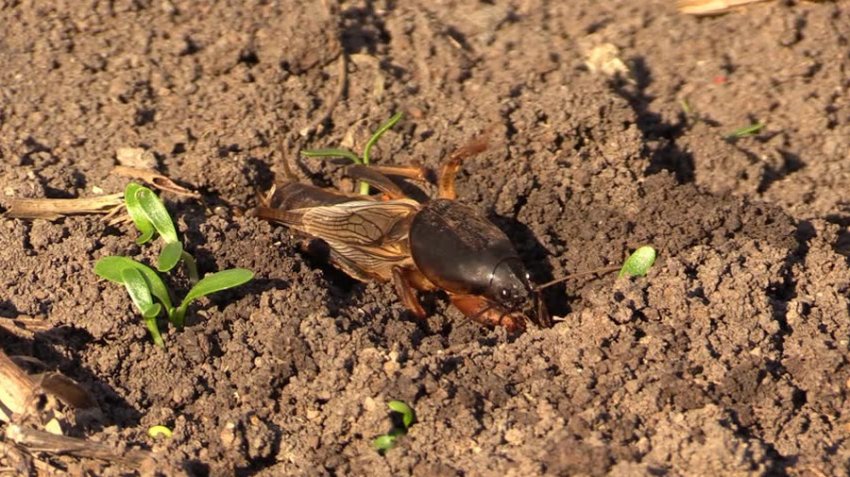 Капустянка