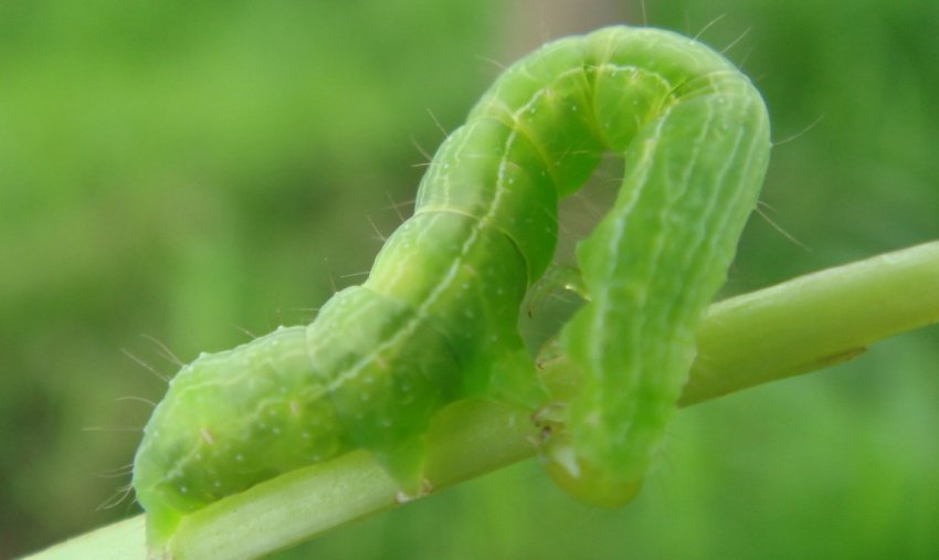 Листова совка