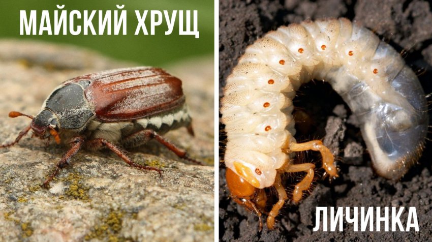 Травневий жук