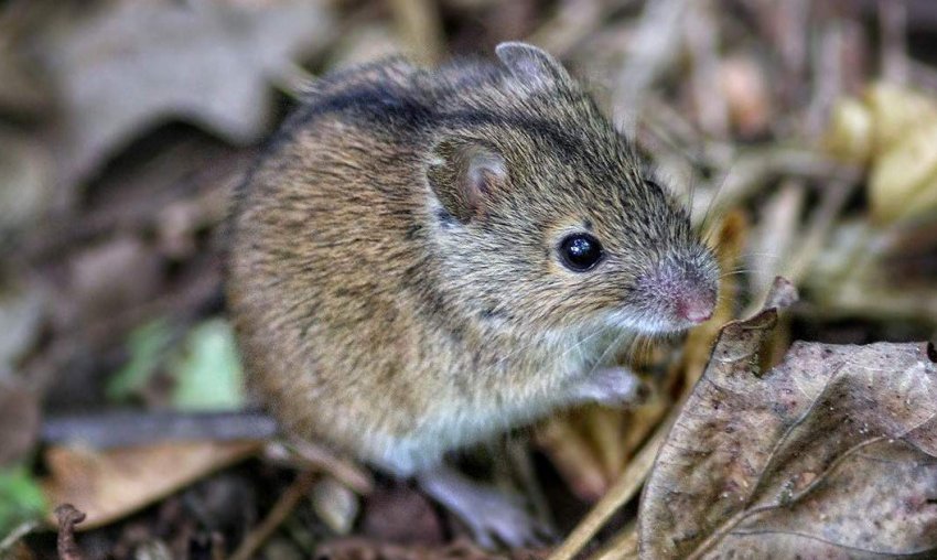 Польова миша