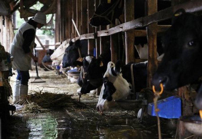 Полуничні ферми Японії зруйновані повінню Полуничні ферми Японії зруйновані повінню