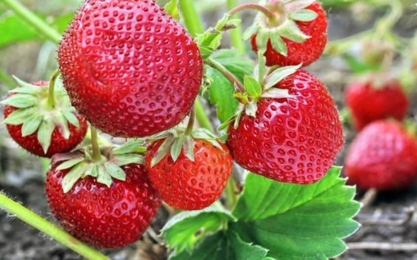 Полуничні ферми Японії зруйновані повінню Полуничні ферми Японії зруйновані повінню