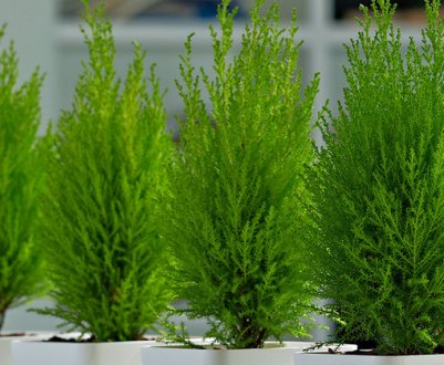 Вирощування туї будинку в горщику