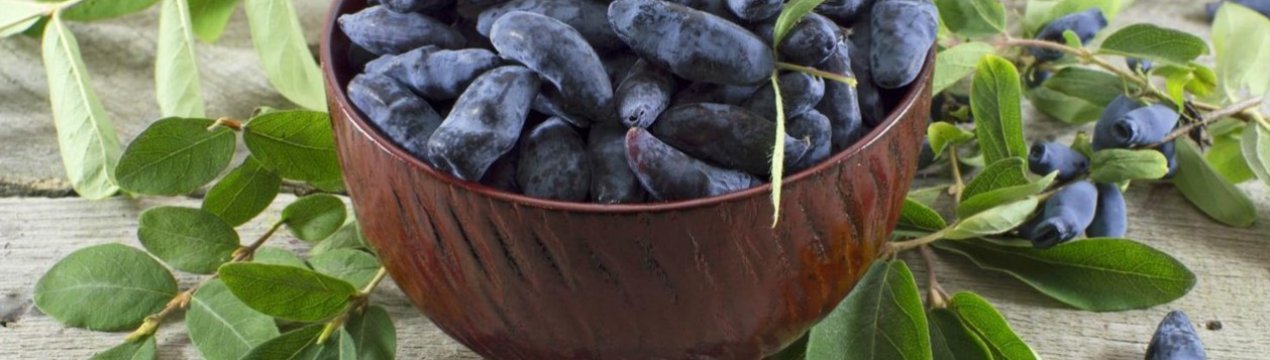 Найбільший центр оздоровлення саджанців будують в Тамбовської області