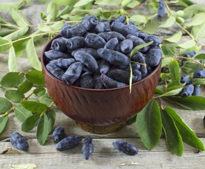 Найбільший центр оздоровлення саджанців будують в Тамбовської області