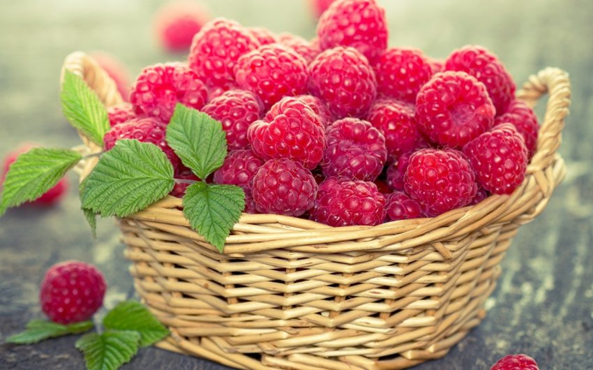 Найбільший центр оздоровлення саджанців будують в Тамбовської області Найбільший центр оздоровлення саджанців будують в Тамбовської області