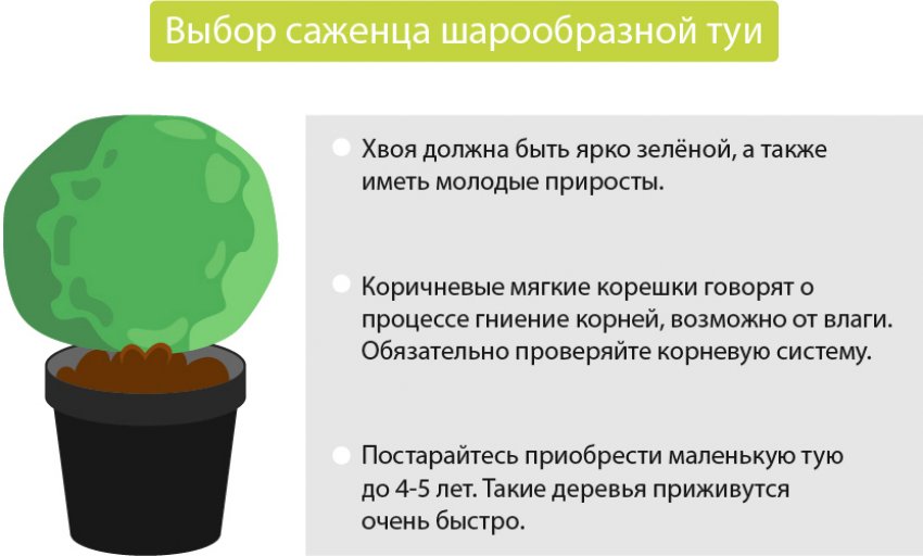 Вибір саджанця кулястої туї