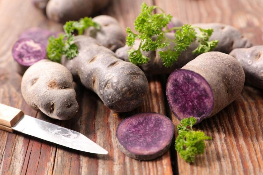 Синій картоплю вирощують на Філіппінах Синій картоплю вирощують на Філіппінах