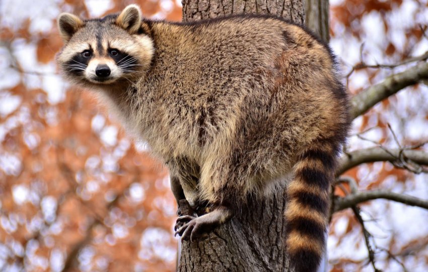 Виноградники Бранденбурга розкрадають смугасті злодії