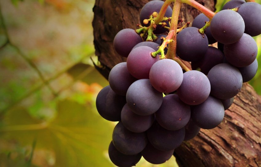 Виноградники Бранденбурга розкрадають смугасті злодії