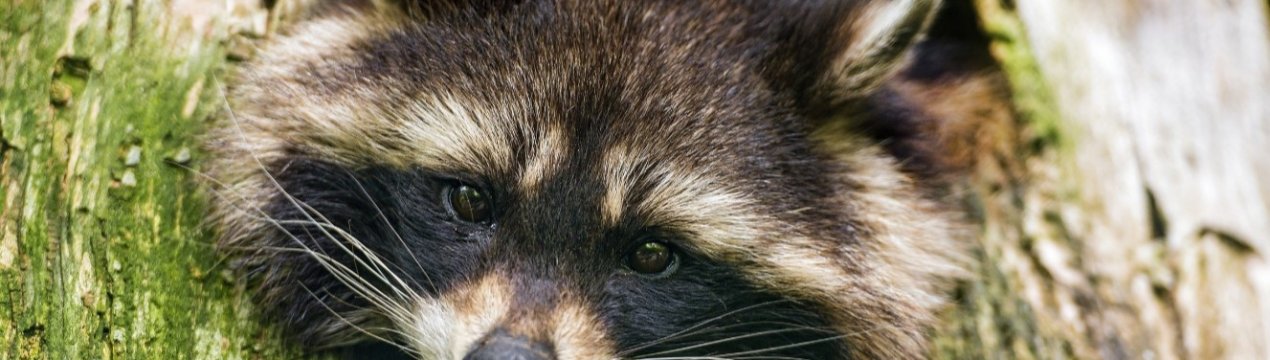 Виноградники Бранденбурга розкрадають смугасті злодії