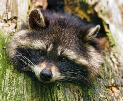 Виноградники Бранденбурга розкрадають смугасті злодії