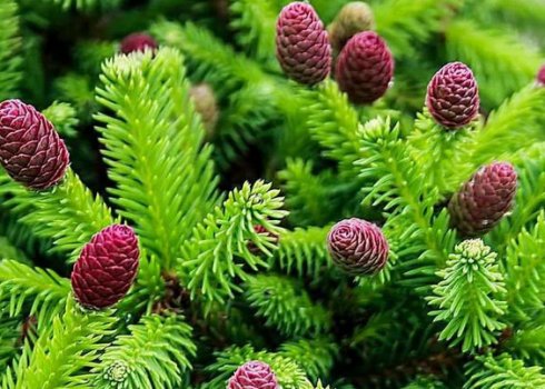 Опис і застосування їли Пуш в ландшафтному дизайні