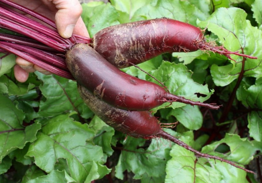 Буряк сорту Циліндра