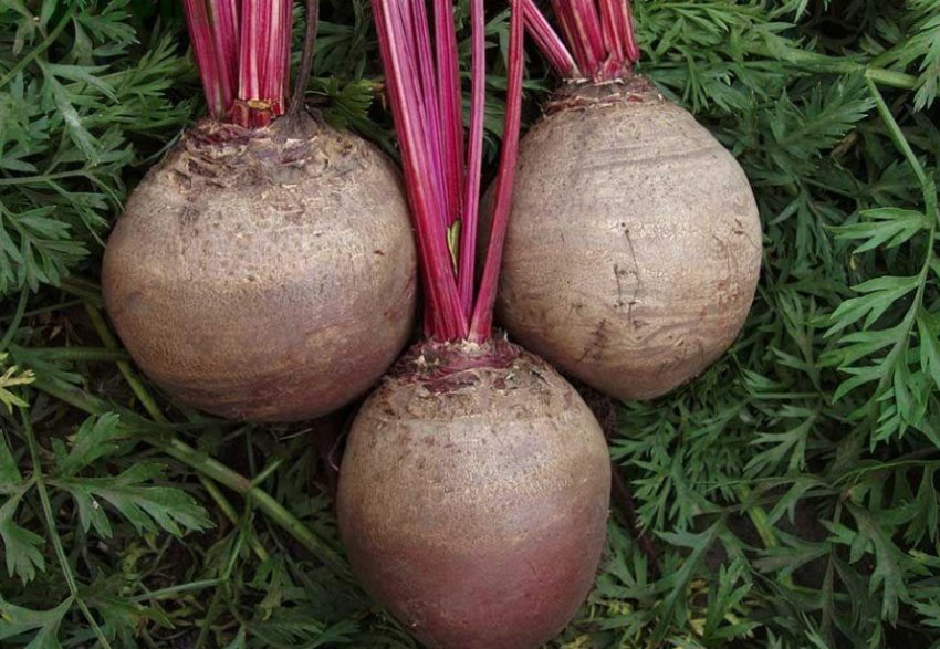 Буряк сорту Детройт