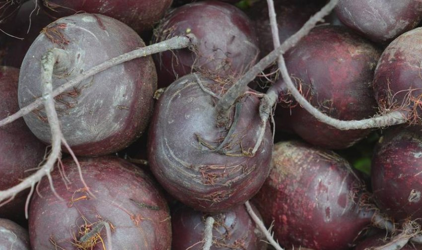 Буряк сорту Бордо