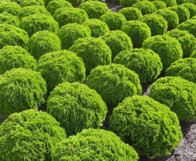 Особливості застосування, посадки кулястої туї та догляду за нею