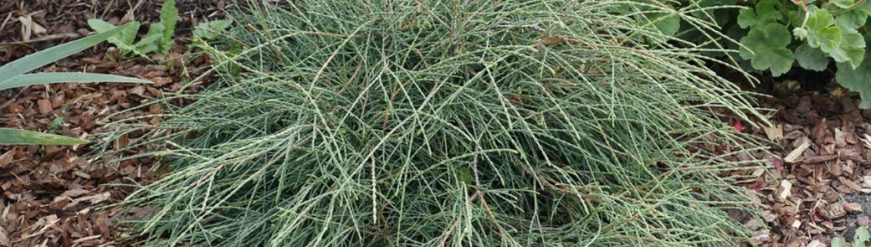 Застосування, посадка туї Филиформис і догляд за нею