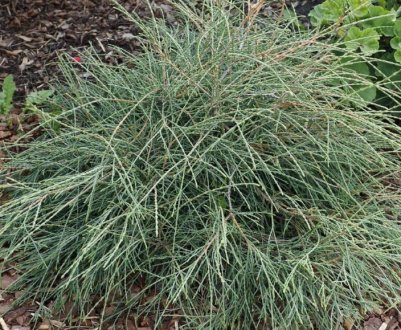 Застосування, посадка туї Филиформис і догляд за нею