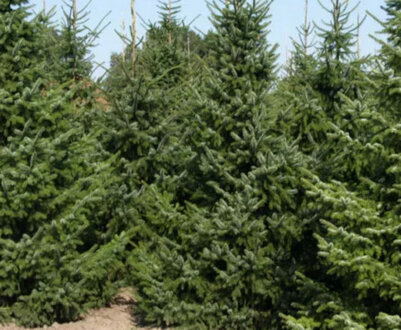 Сорти сербської їли: опис, особливості вирощування