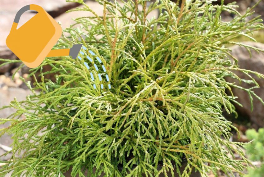 Полив туї Полив туї