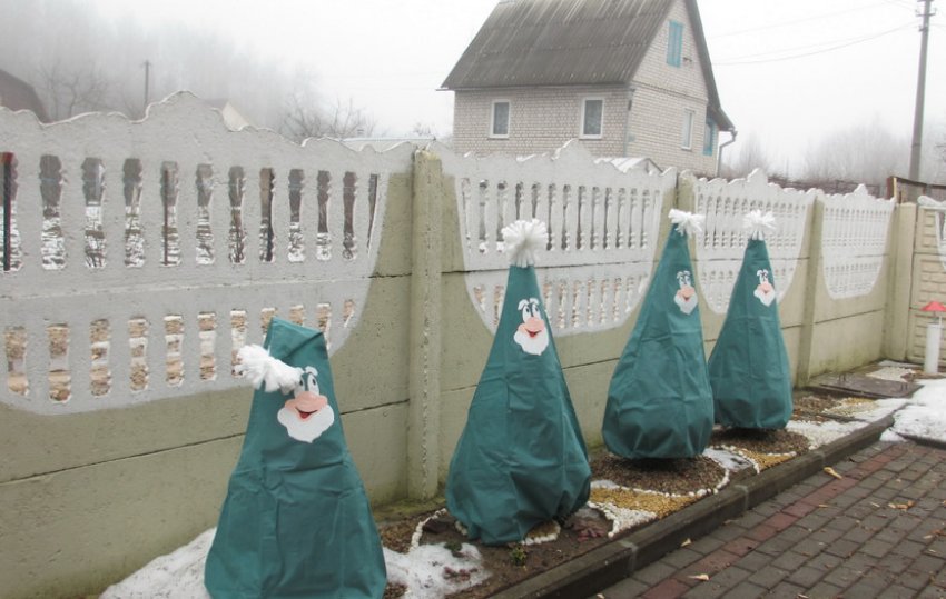 Укриття туї на зиму Укриття туї на зиму