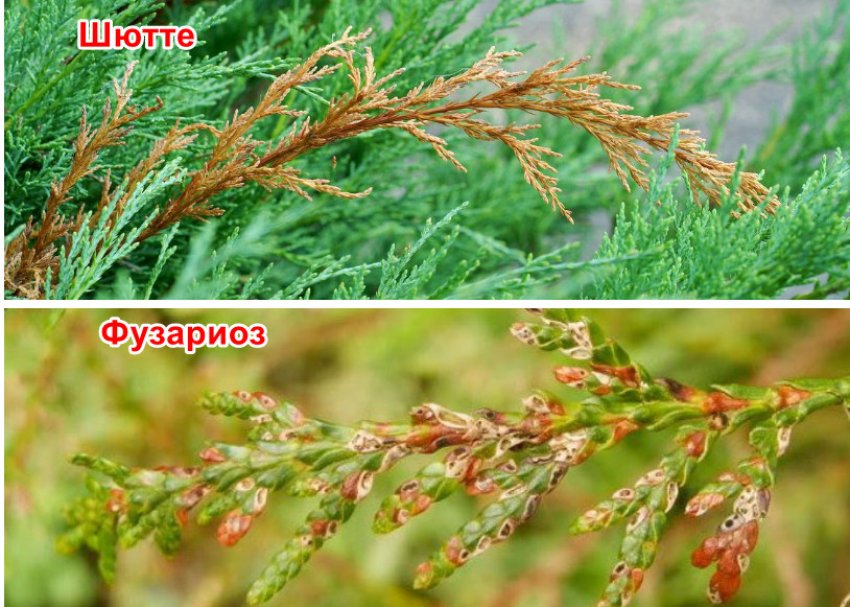 Хвороби туї Хвороби туї