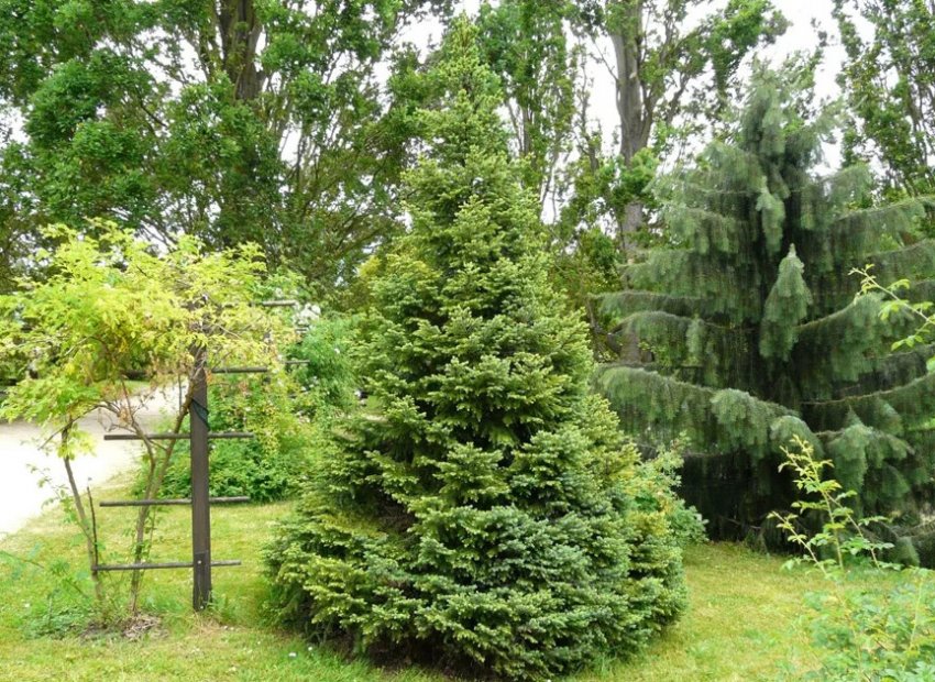 Ялина Нана Ялина Нана