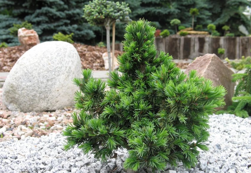 Карликовий гібрид Водан Карликовий гібрид Водан
