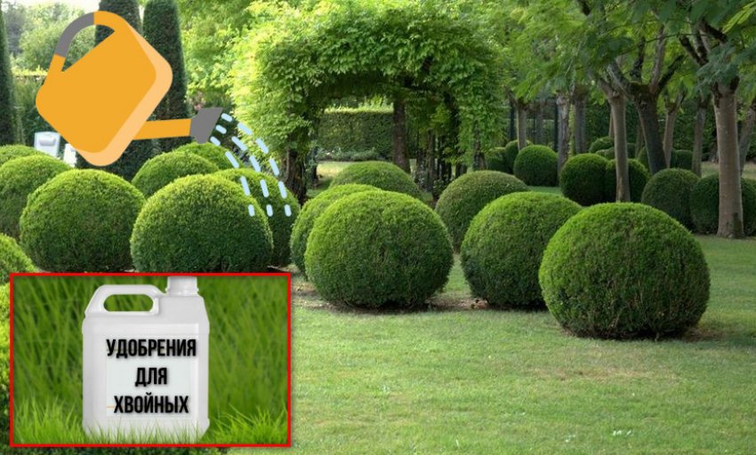 Полив і підгодівля для кулястих туй